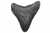 Juvenile Megalodon Tooth - South Carolina #359035-1